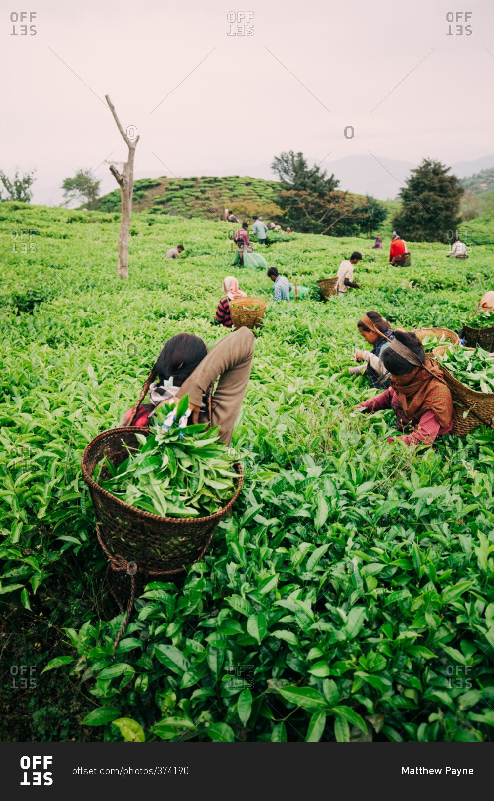 People picking crops in rural India stock photo OFFSET