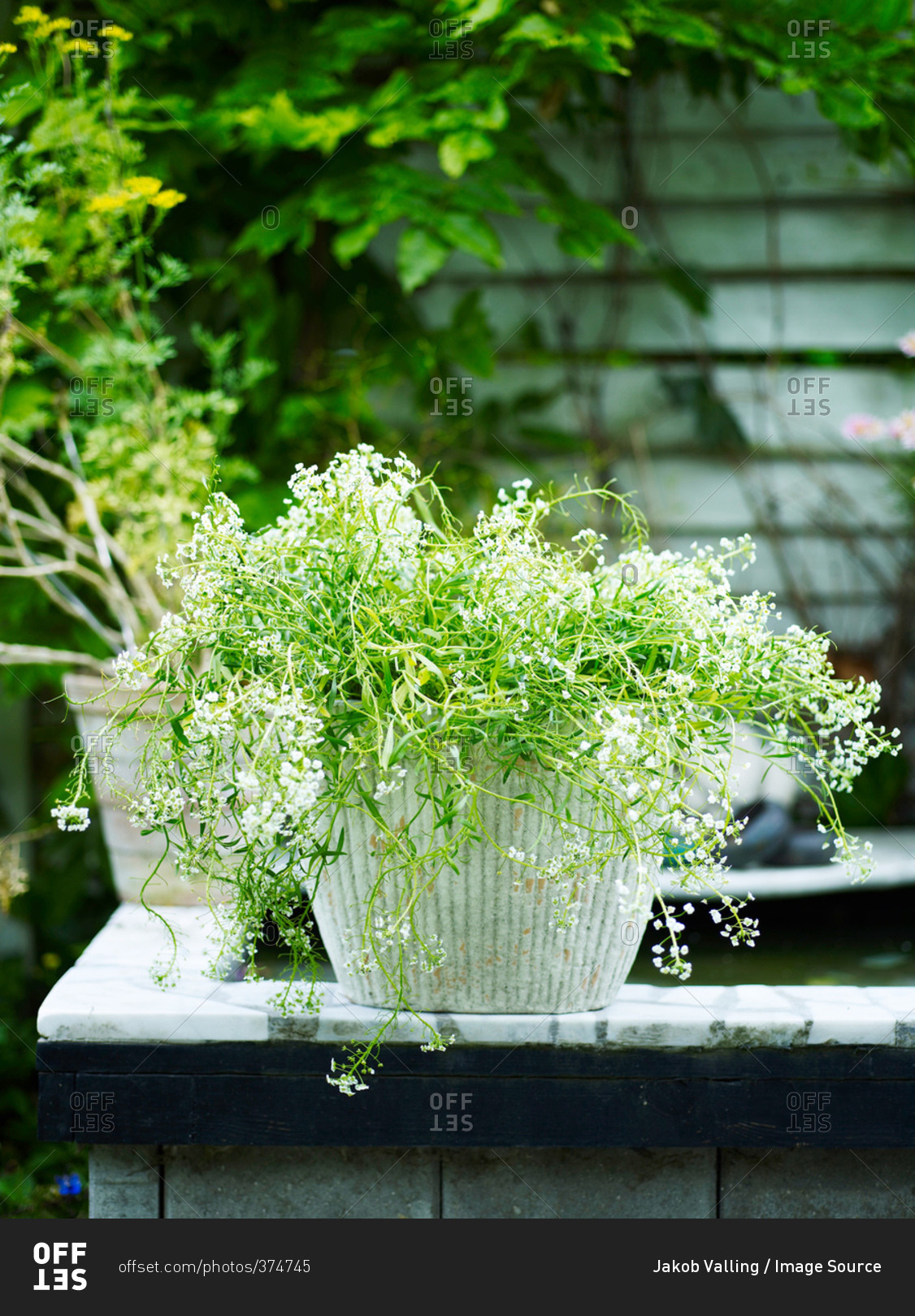 Garden plant with white flowers in white plant pot