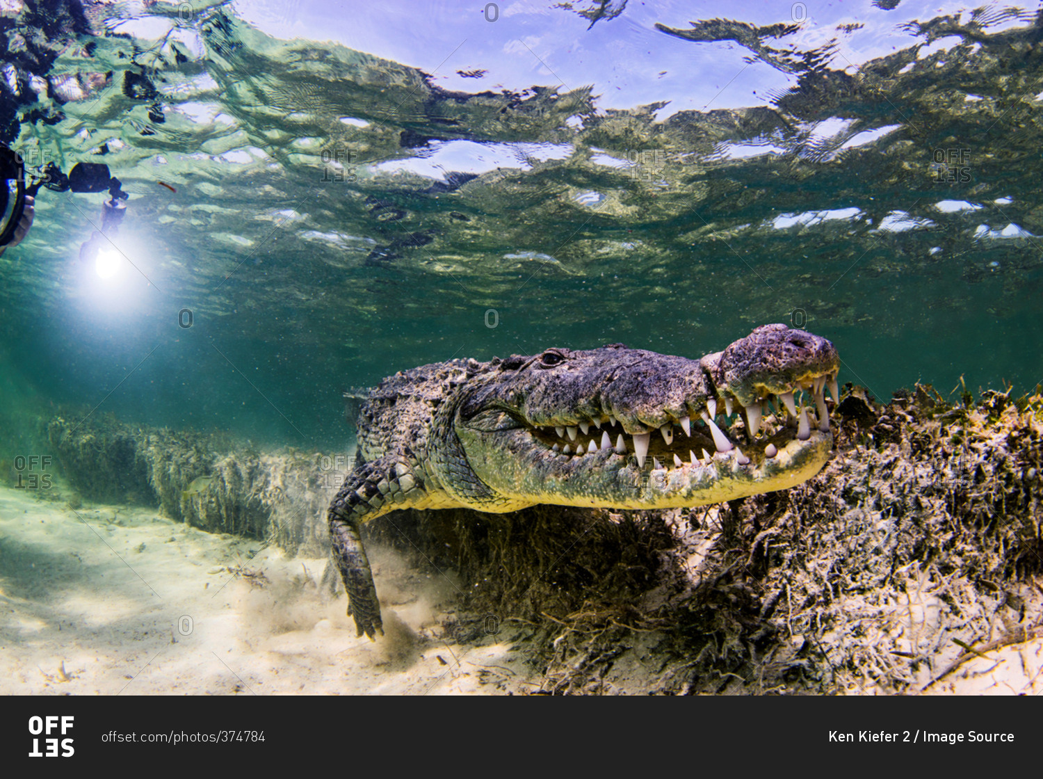 Underwater view of crocodile on seabed, Chinchorro Banks, Mexico