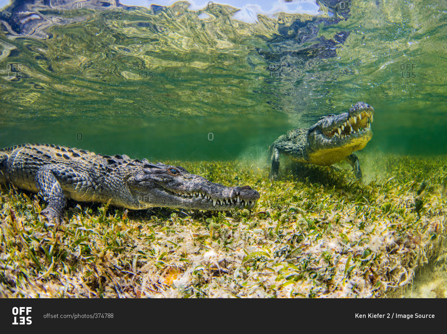 Underwater view of two crocodiles on reef, Chinchorro Banks, Mexico
