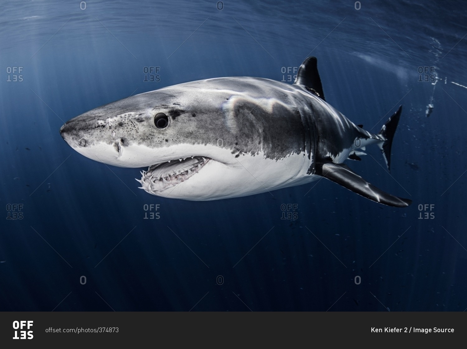 Close up underwater side view of male great white shark
