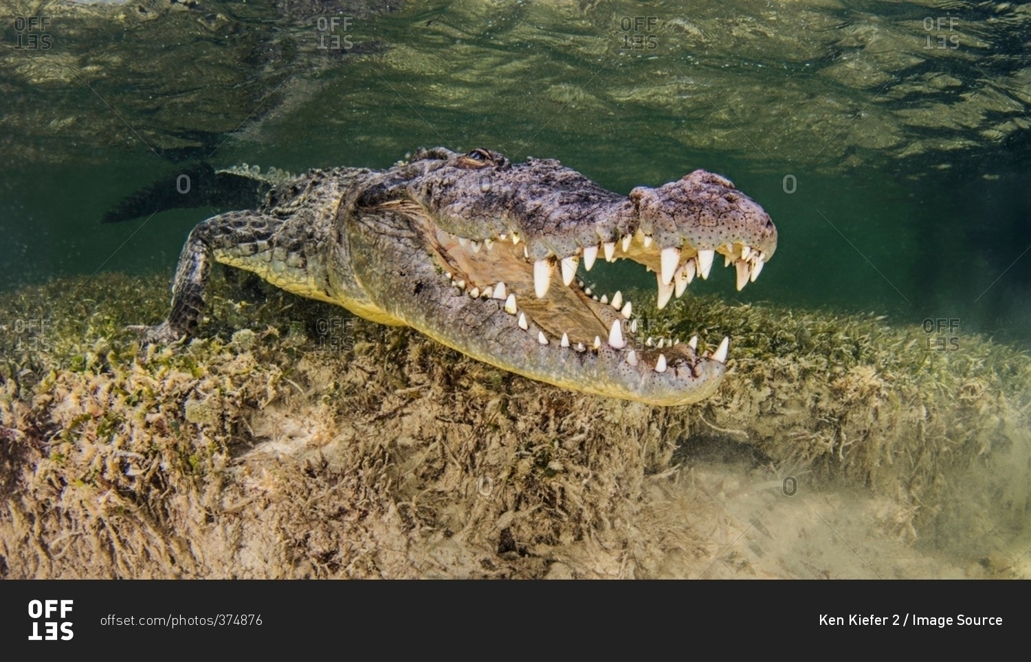 Underwater view American crocodile on seabed, mouth open