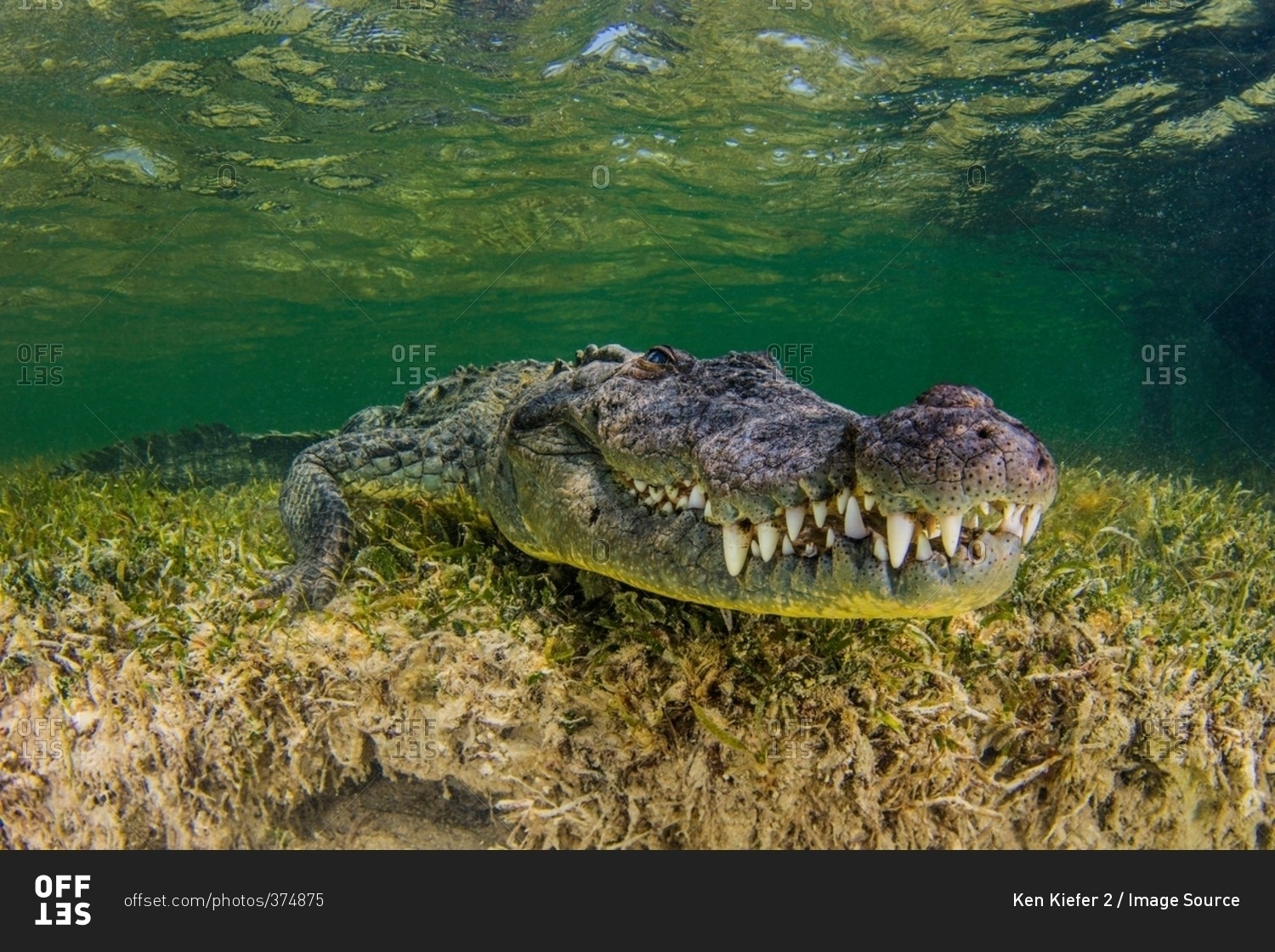 Underwater view American crocodile on seabed
