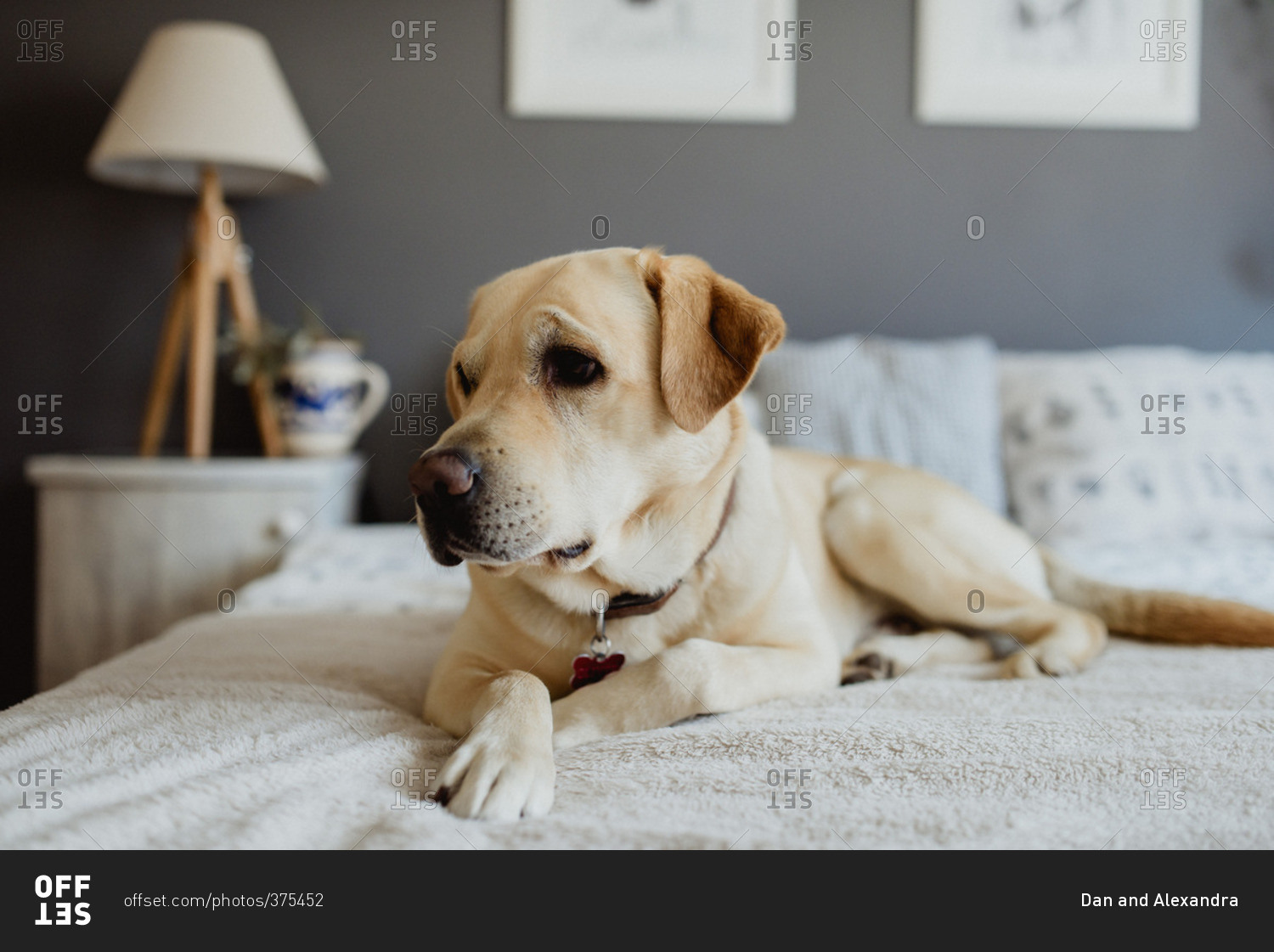 Yellow lab dog lying on bed
