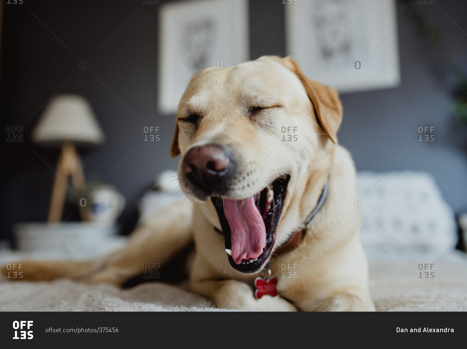 Tired dog yawning on bed