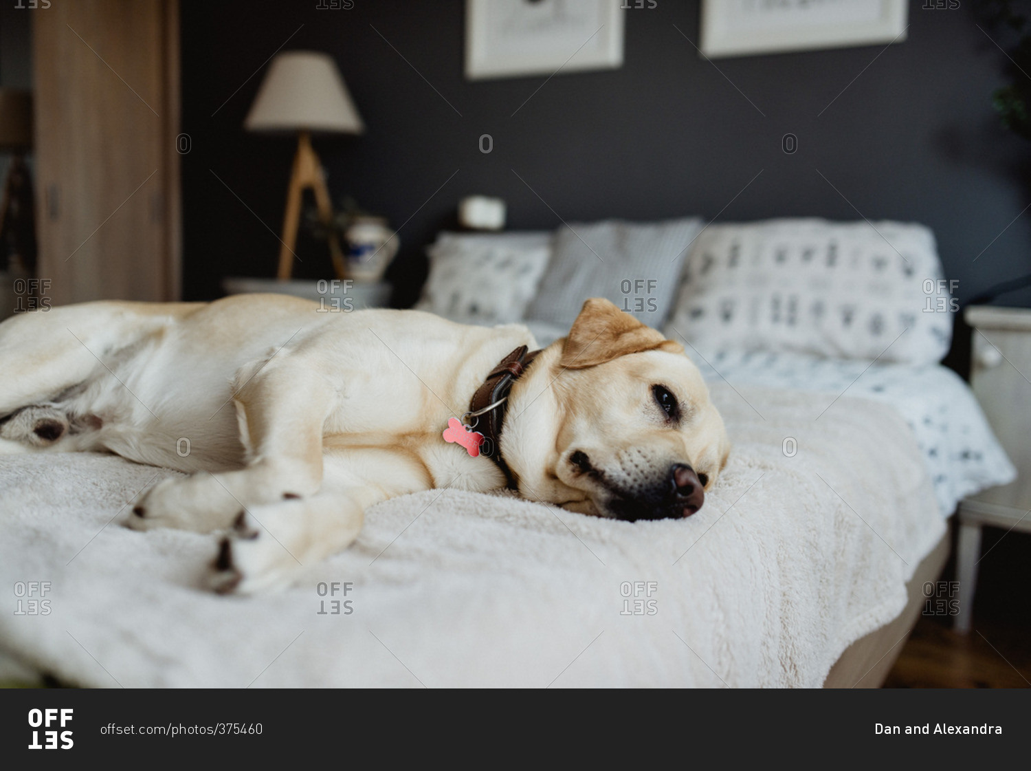 Cute yellow lab dog lounging on bed