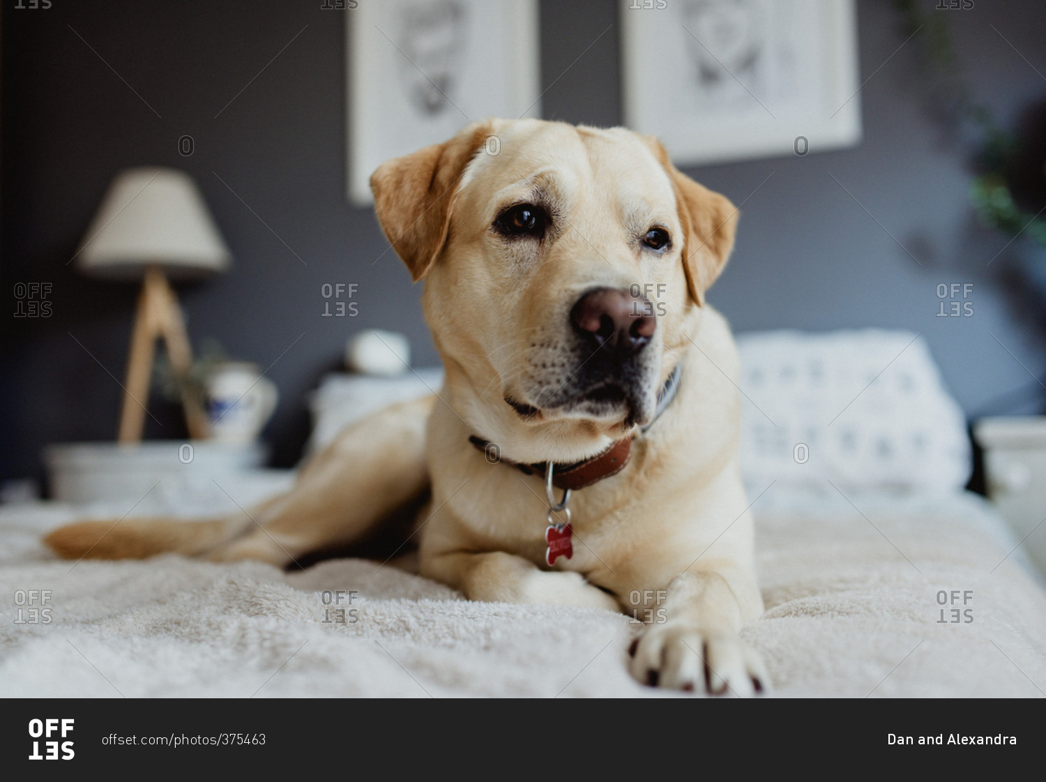 Portrait of yellow lab on bed