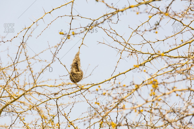 Abandoned weaver's nest in an acacia tree