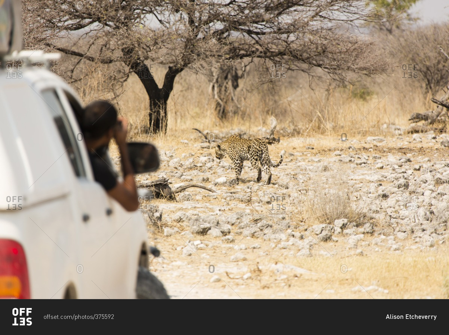 Leopard seen from safari vehicle in Etosha National Park, Namibia