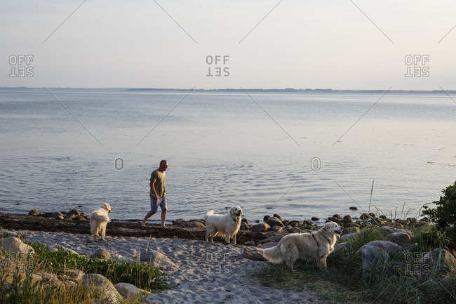 Hundested, Denmark - July 4, 2015: Man walking with his dogs along the beach