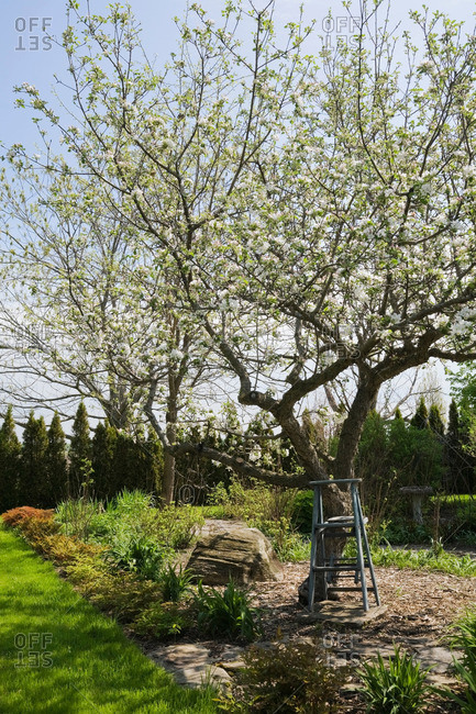 Wooden stepladder beneath a white flowering apple tree (malus domestica) in backyard garden in spring season