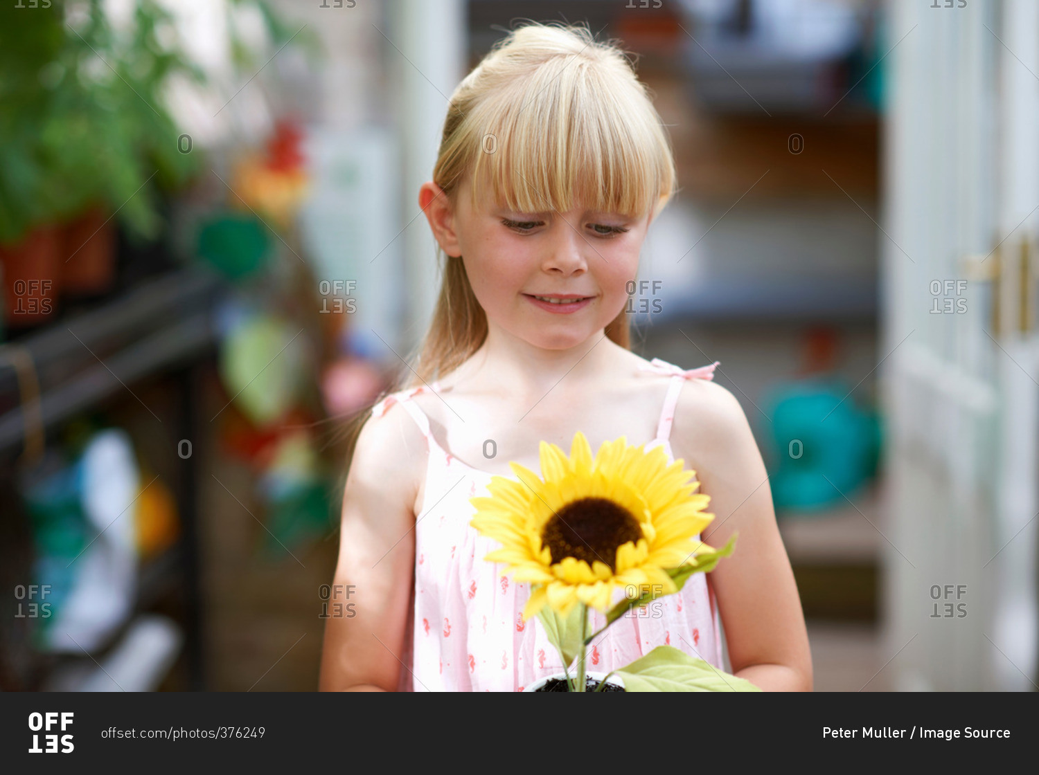 Portrait of girl holding sunflower in greenhouse
