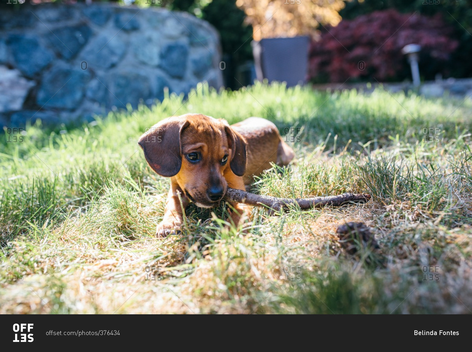 Little brown puppy chewing on a stick