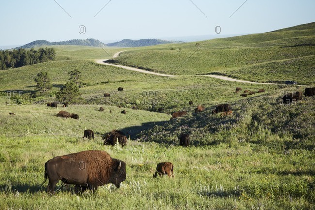 Herd of bison in South Dakota