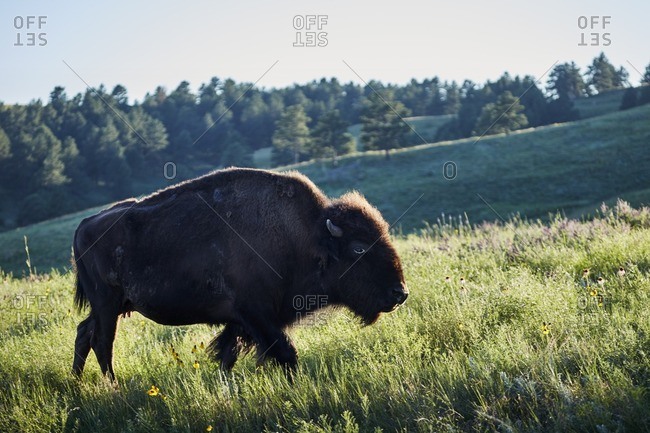 A bison in South Dakota