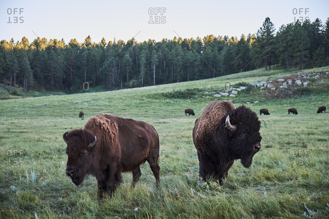 Bison in South Dakota