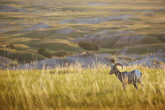 Sheep in Badlands National Park