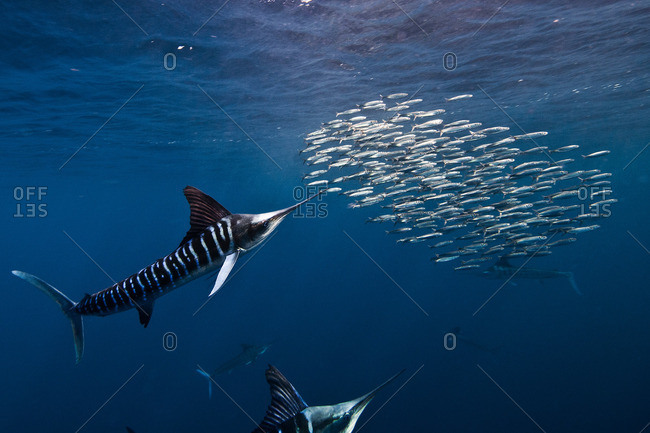 Striped marlins (Kajikia audax) in the south pacific side of Baja California peninsula, Mexico, to chasing sardine migration