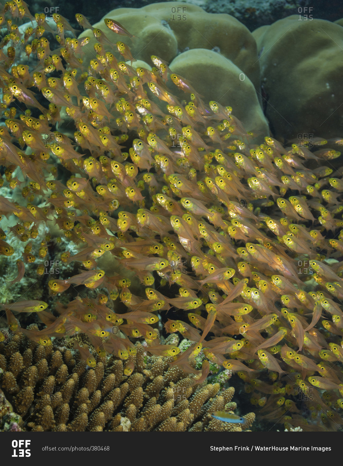 A waterfall of Pygmy sweepers (Parapriacanthus ransonneti), Maldives