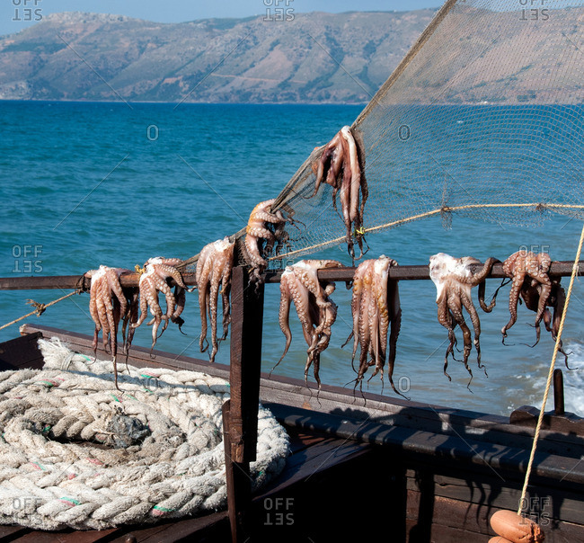 Octopus hanging out to dry, Crete, Greece