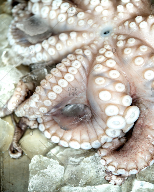 Close up of an octopus on ice