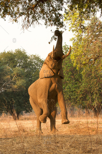 African elephant standing on hind legs to feed on tree - Stock