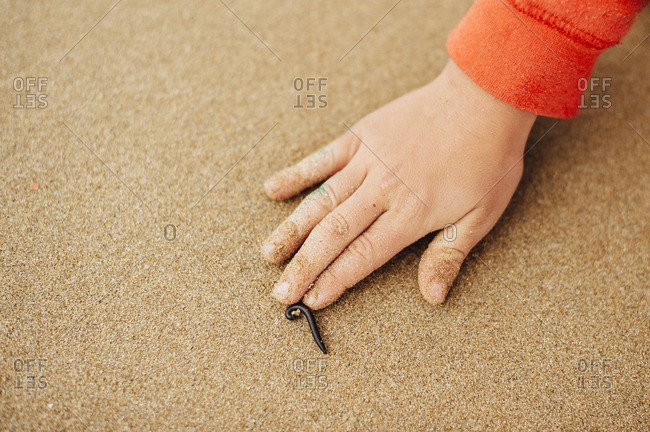 Hand of a boy touching a millipede on beach sand