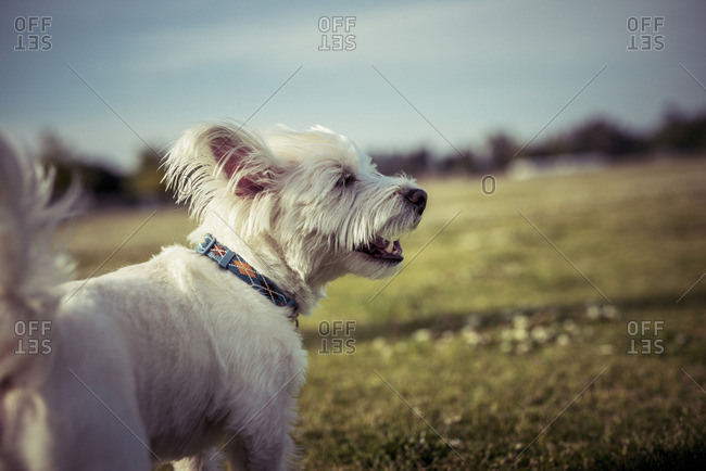 West Highland White Terrier dog playing running in a park