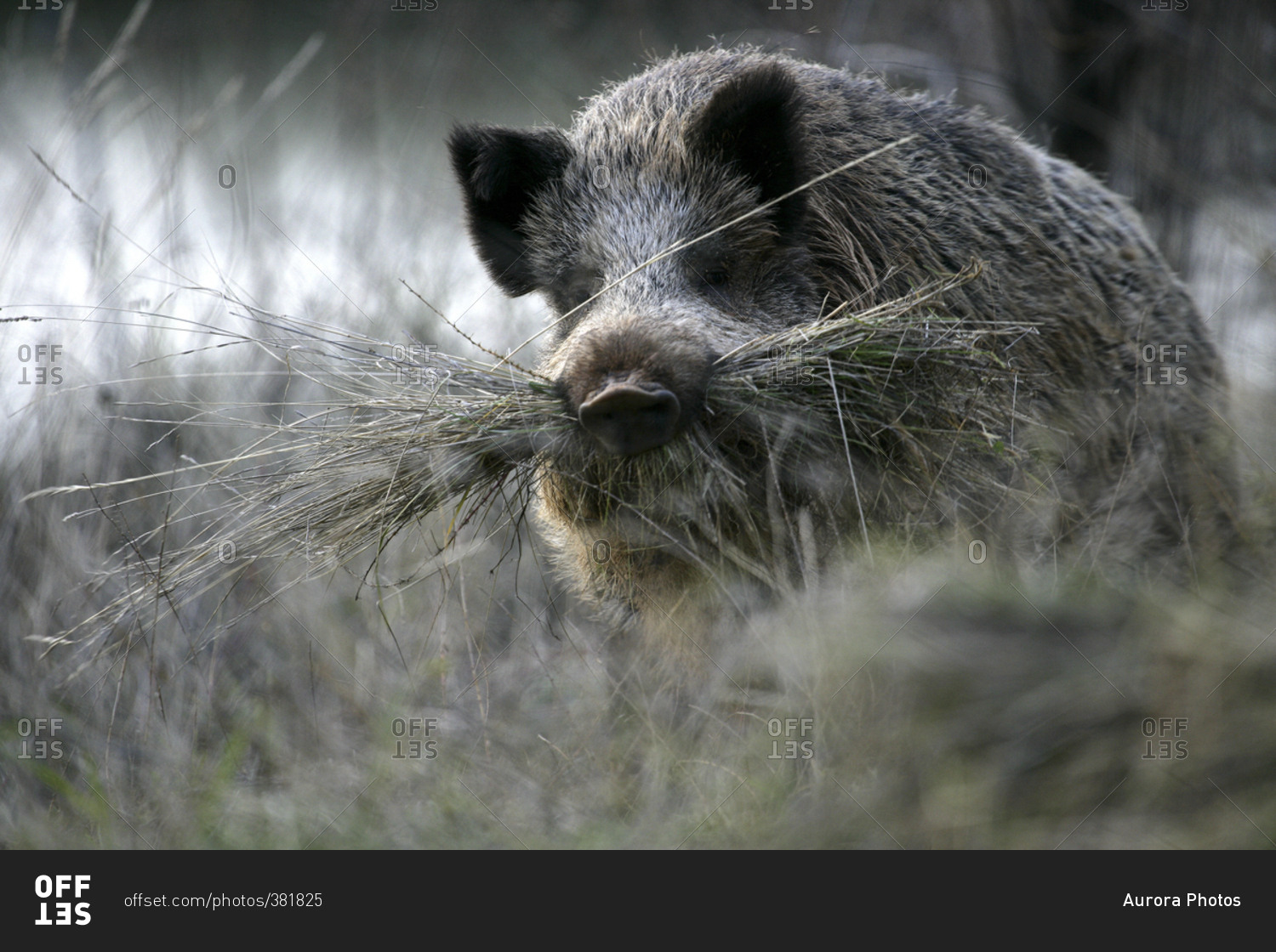 Wild boar eating grass