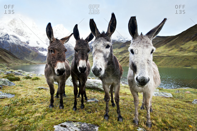 Four curious donkeys in Peru