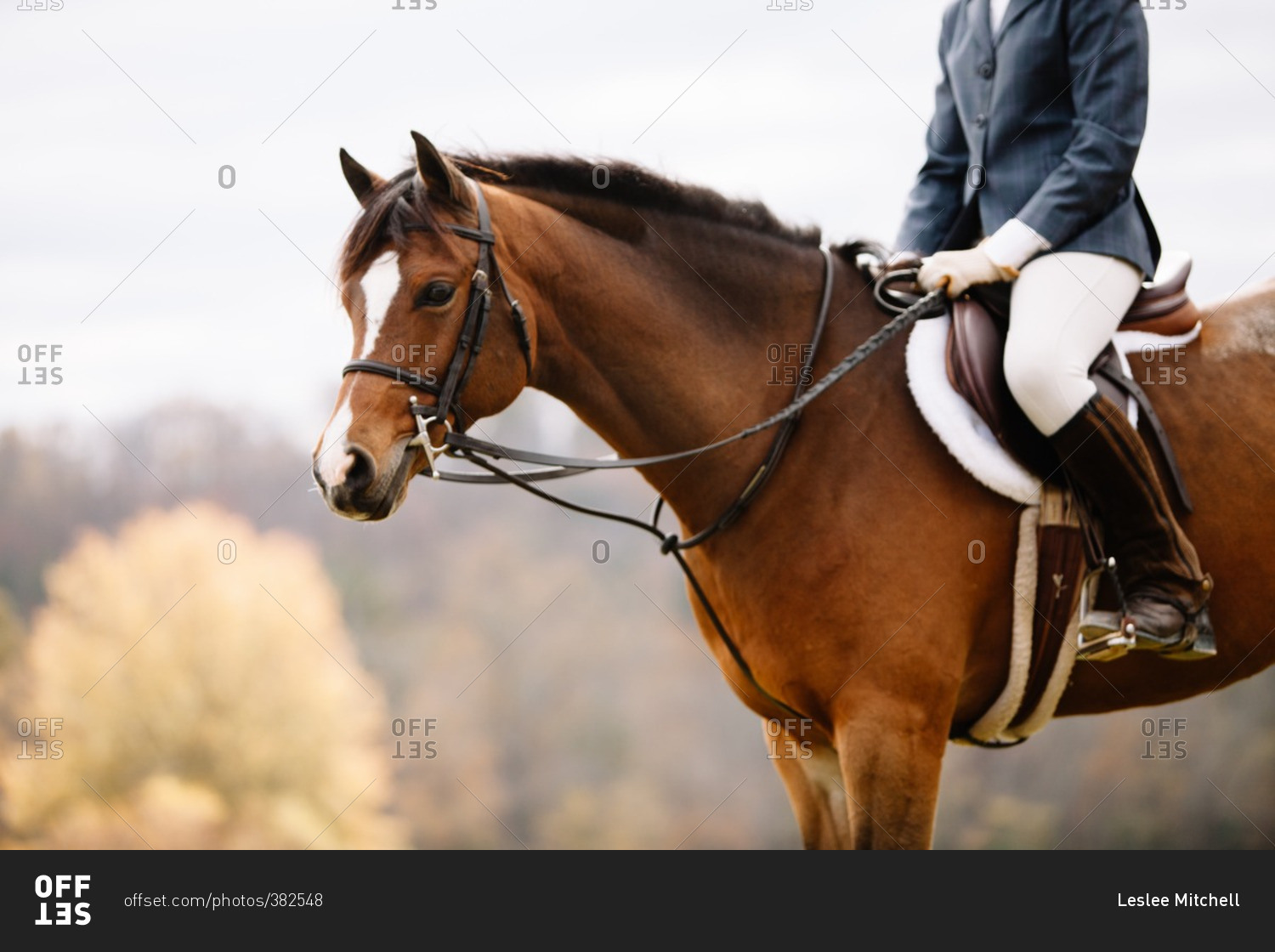 Young woman in riding gear sitting horseback