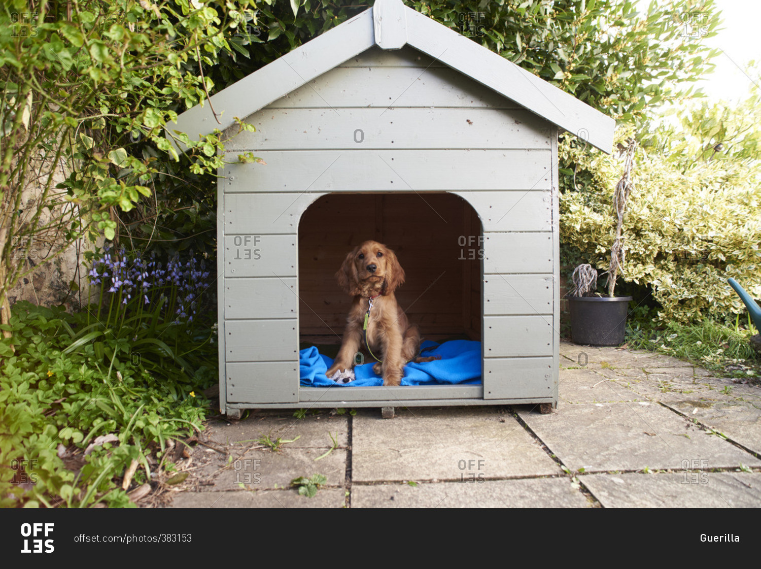 Cocker spaniel puppy sitting in dog kennel in garden