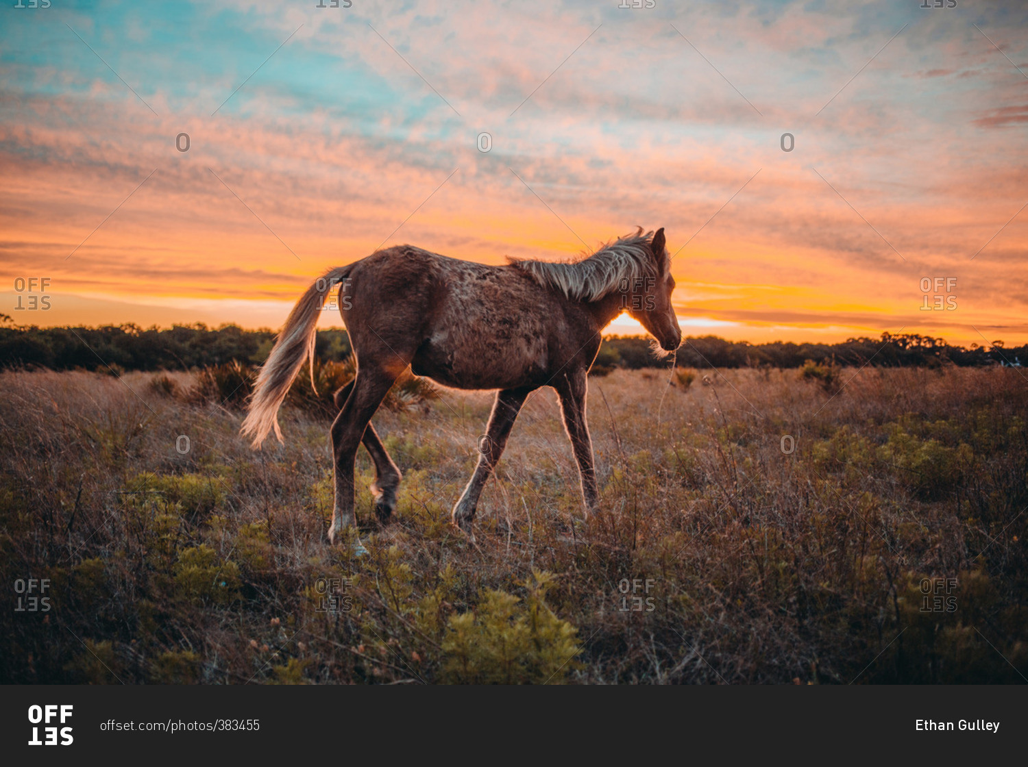 Wild horse walking in a field at sunset