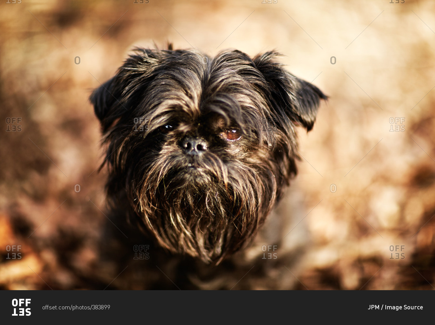 Close up portrait of shaggy Brussels griffon dog
