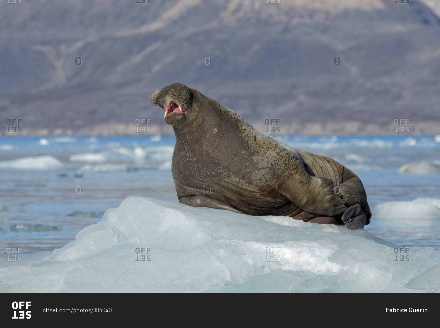 Walrus on coastal ice