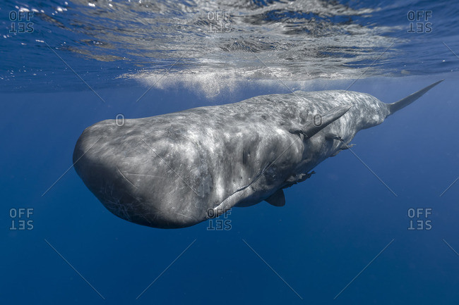 Sperm whale blowup japan