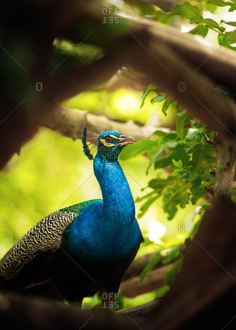Peacock