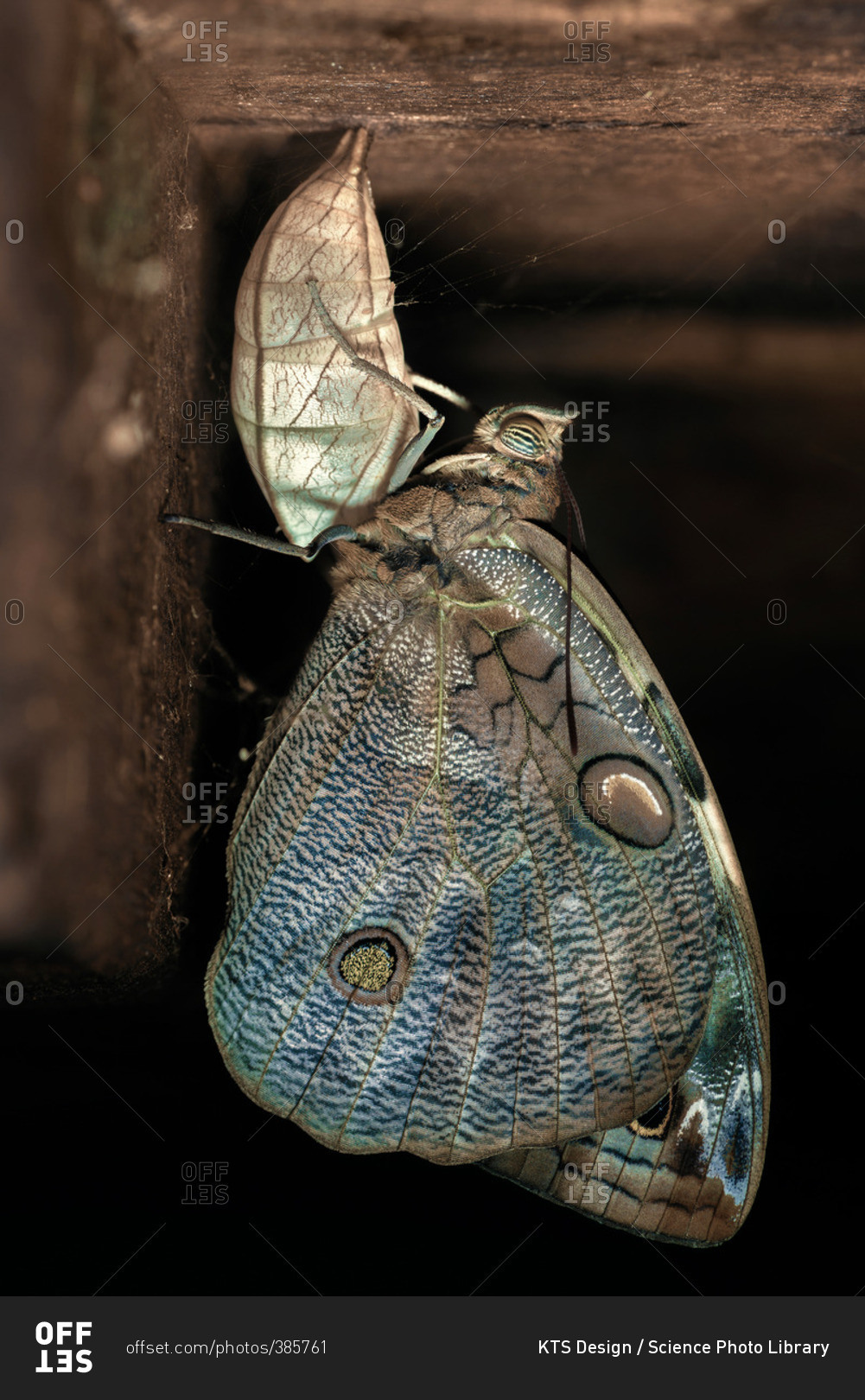 Owl butterfly (Caligo beltrao) coming out of its cocoon stock photo