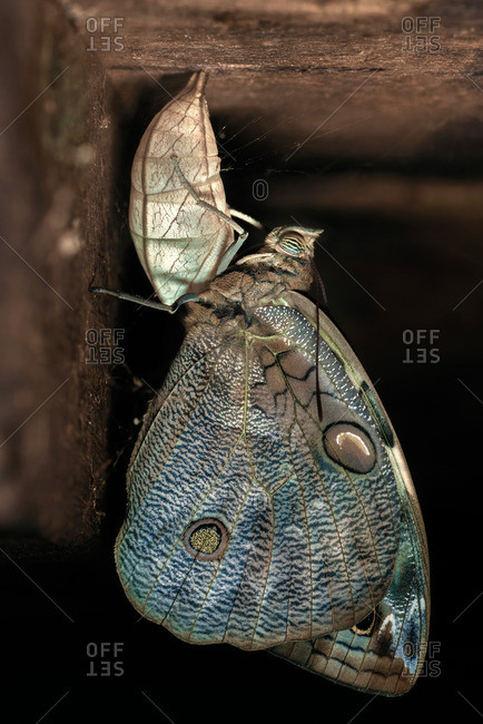 Owl butterfly (Caligo beltrao) coming out of its cocoon