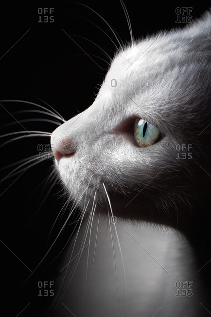 White cat, portrait