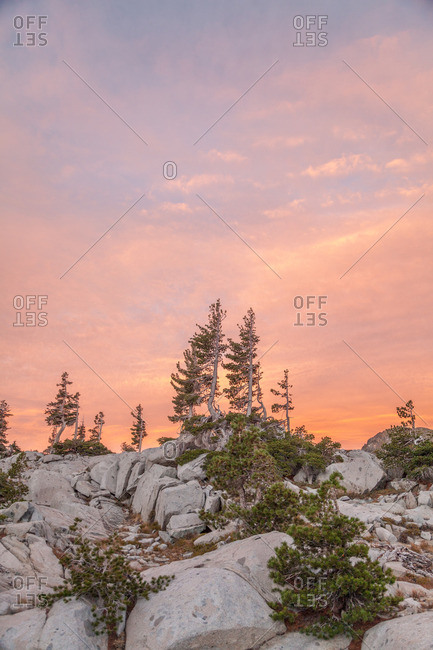 Pine trees set against a pink sunset in Desolation Wilderness outside Tahoe, California