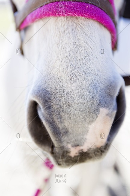 Close-up of horse snout - Offset