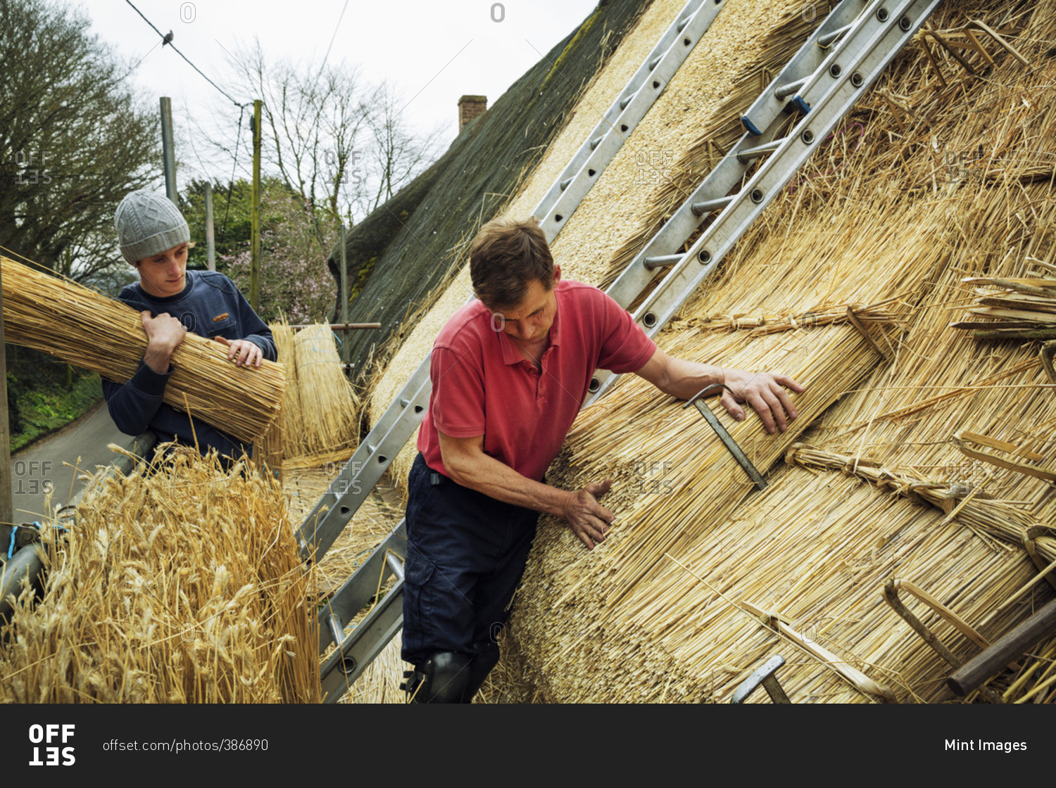 Two men layering yelms of straw to thatch a roof