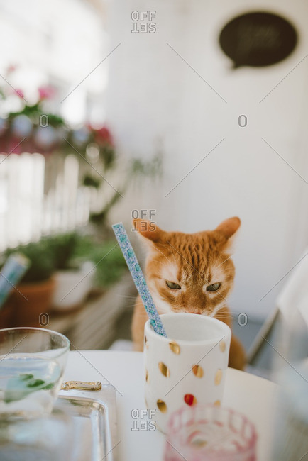 Cat sniffs mug of coffee