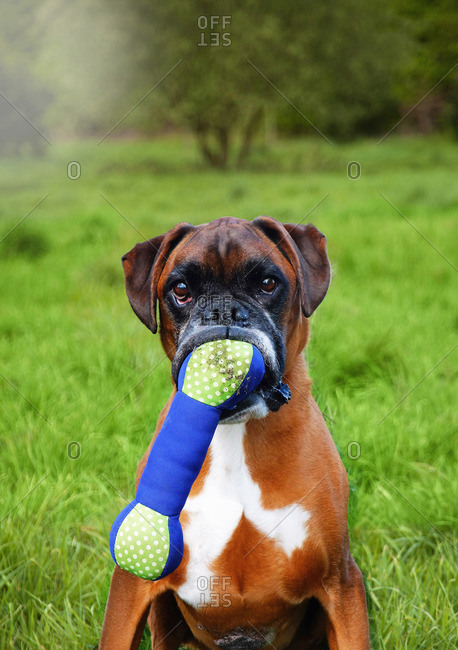 Portrait Of Boxer Dog Holding Toy Bone