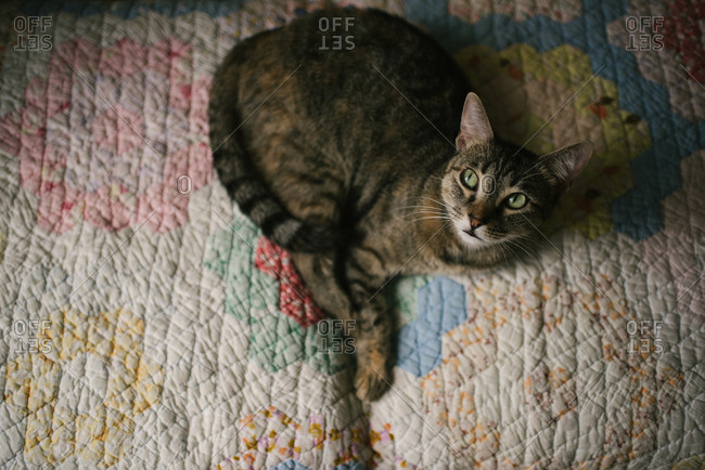 Cat lying on a colorful quilt