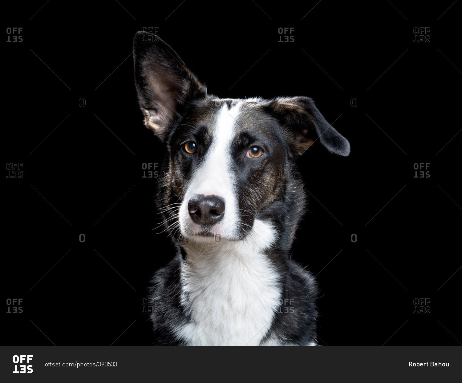 Black and white dog with hot sale floppy ears