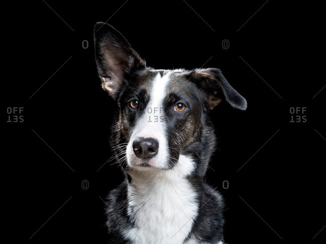 dog with one floppy ear