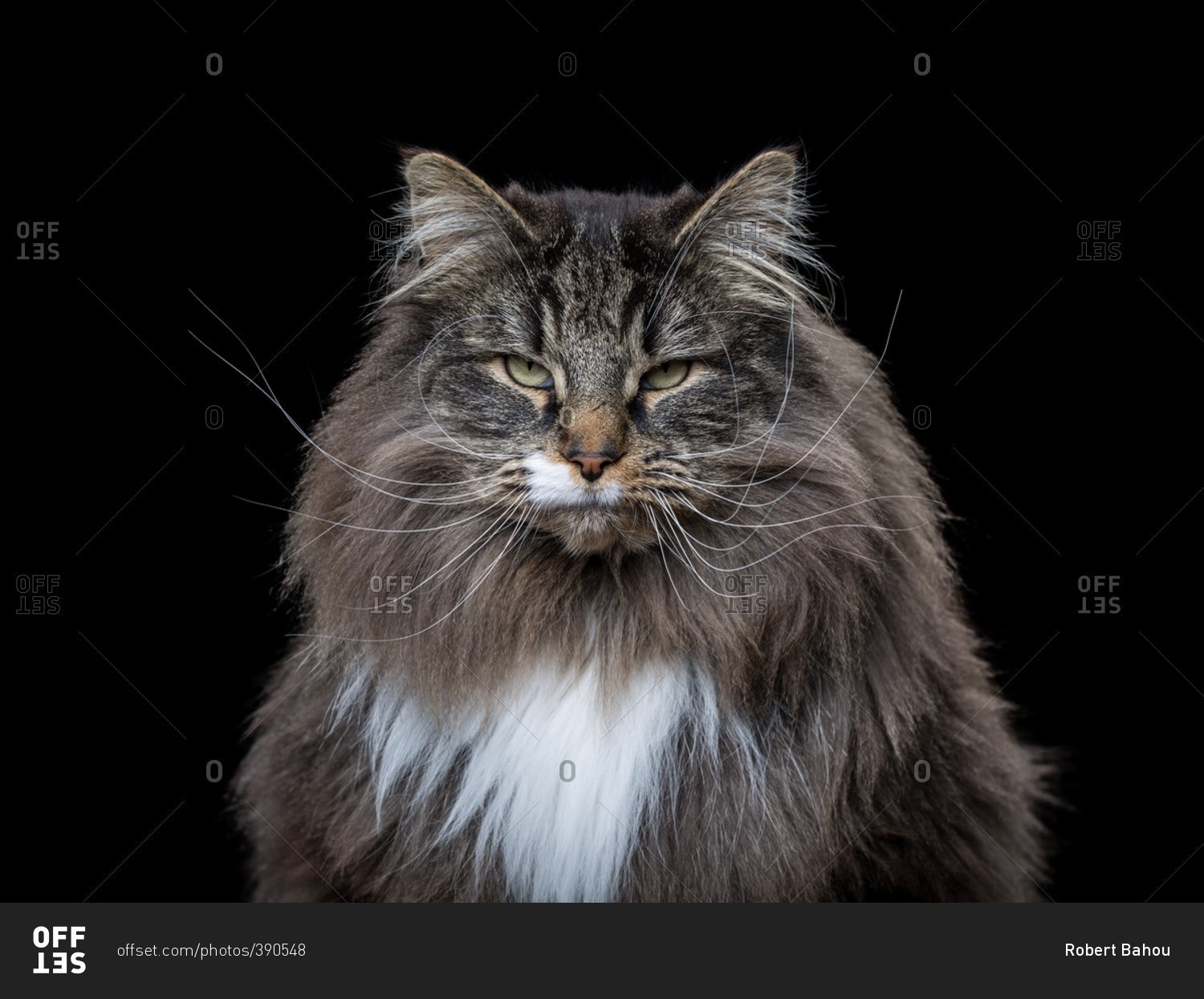 Portrait of an angry Norwegian Forest cat
