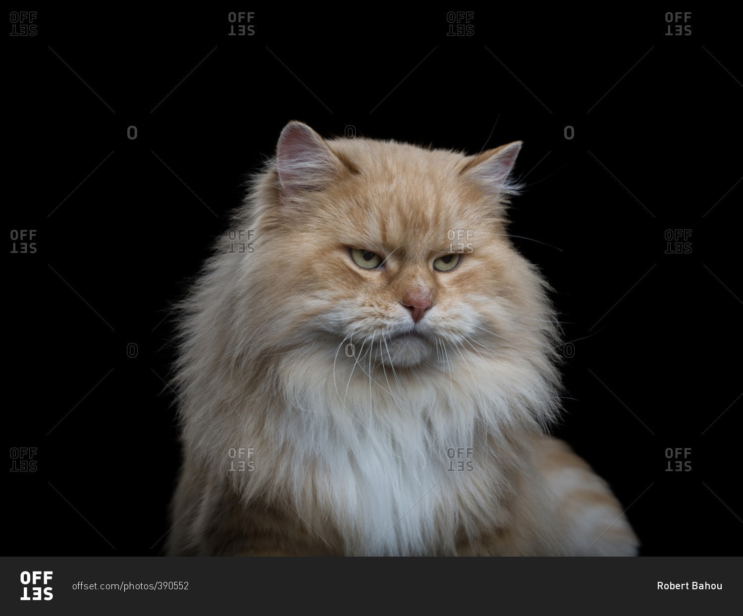 Portrait of an angry fluffy orange cat